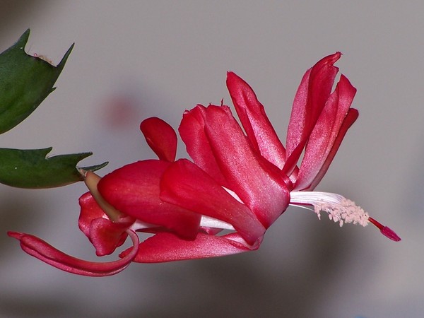 Cactus flower