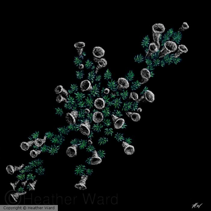 Lichen or Not