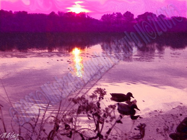 Ducking Away Together 2