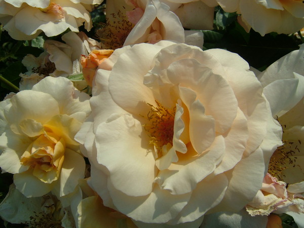 Victorian Roses