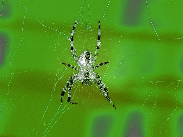 Green Alien Spider