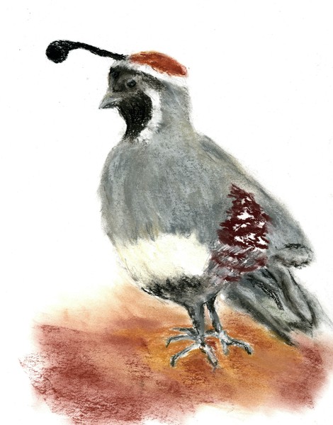 Quail