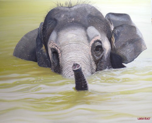 Bathtime - Asian Elephant