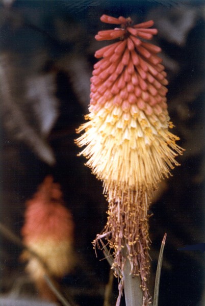 Yucca Flowers