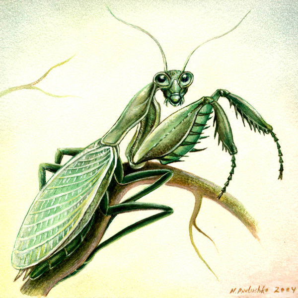 Hierodula  tenuidentata