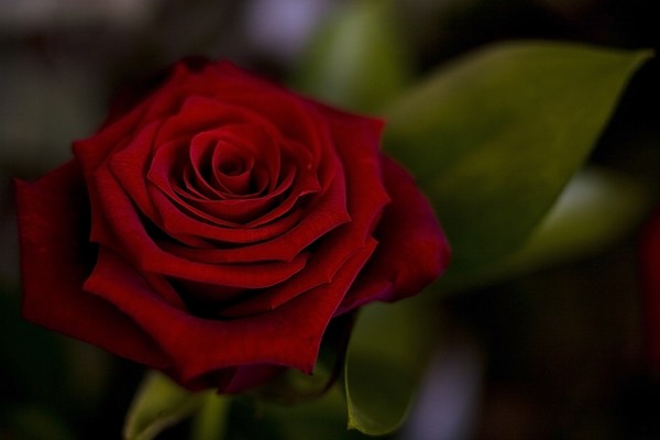 The Last Rose