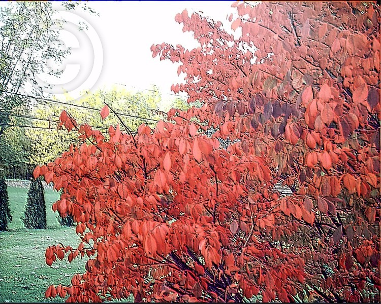 Glowing Autumn Leaves Photo