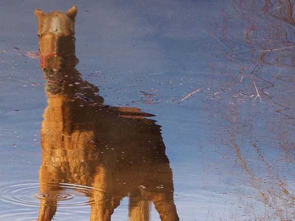 REFLECTION