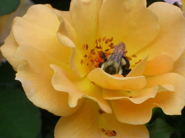 work bee