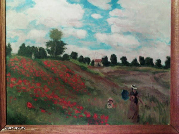 field of red poppies