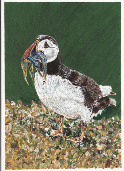 Puffin