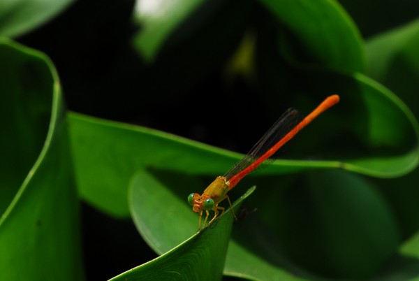 dragonfly1