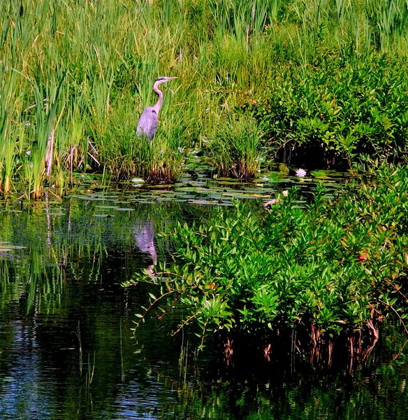 Blue Heron 