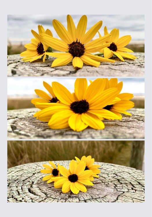 Fun with Flowers