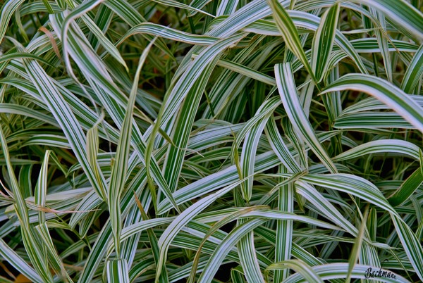  Striped leaves !