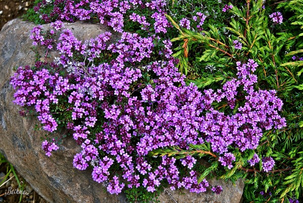  Flower decoration of nature !