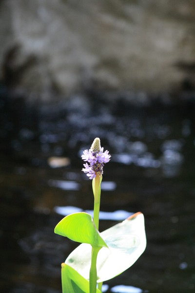 Serenity