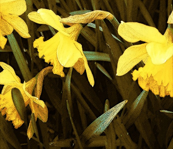 Daffodils