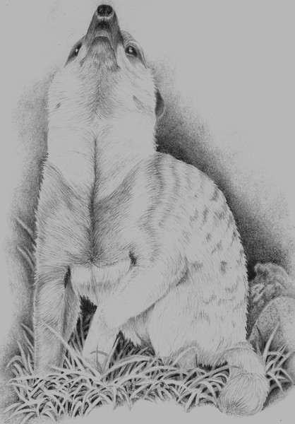 The Sentinel
