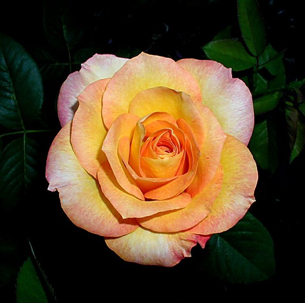 Citrus Sherbert Rose