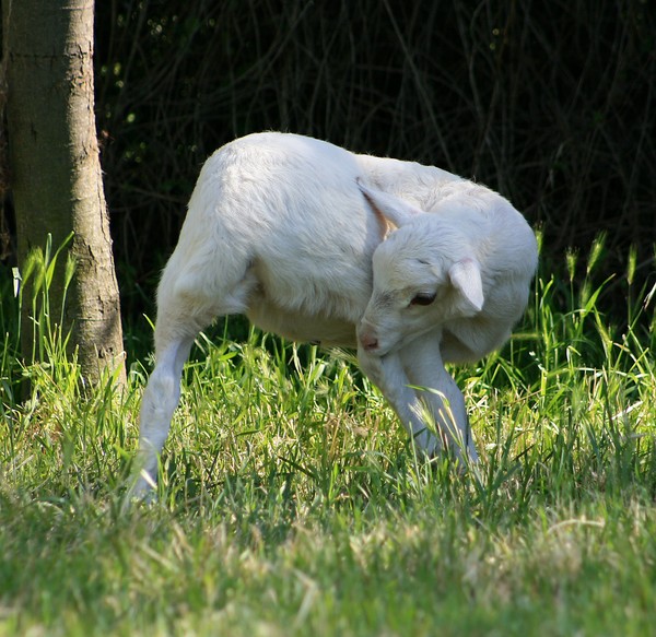 Lambie Cuteness 1