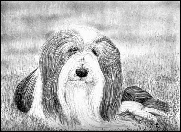 Bearded Collie