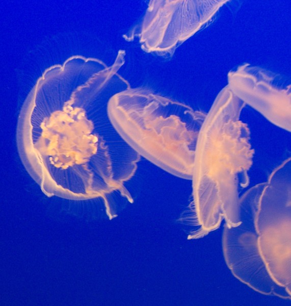 into the blue 1