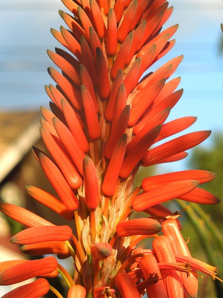 Hot Flower