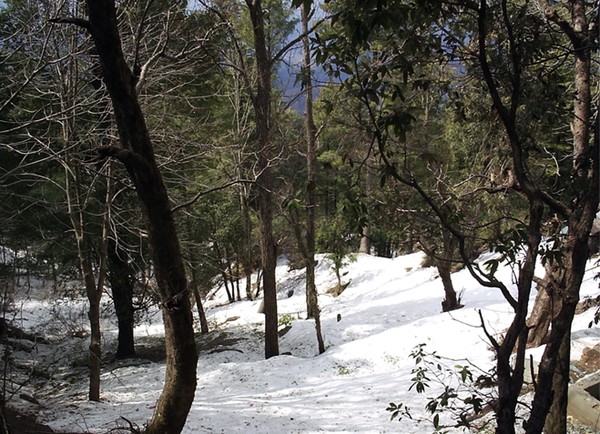 Snowy Forest