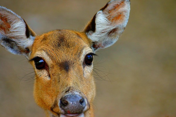 Dear Deer