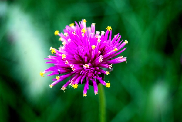 Longing For Flowers