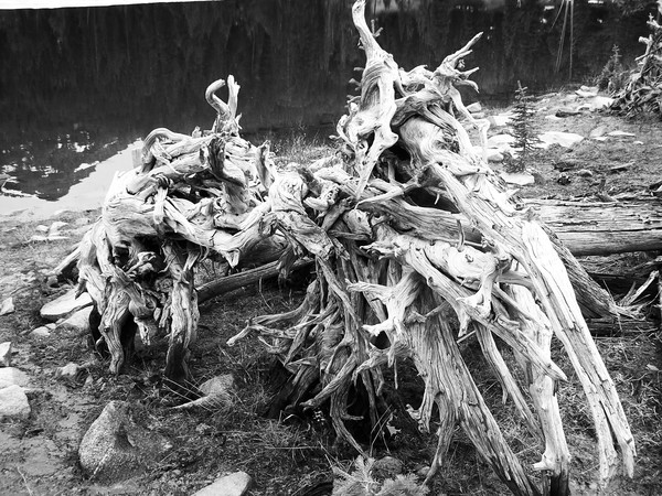 Weathered Roots