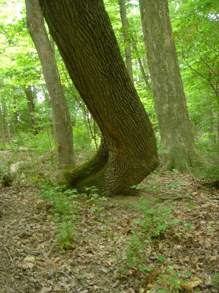 Tree Trunk