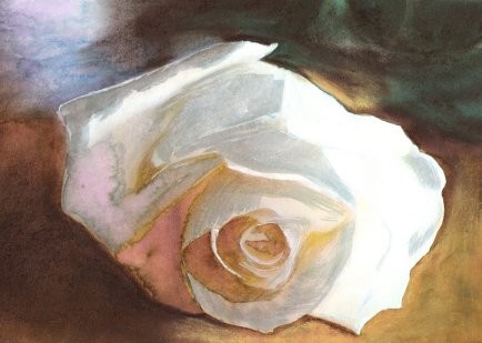 WHITE ROSE