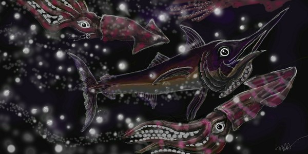 humbolt squid Swordfish-snack2