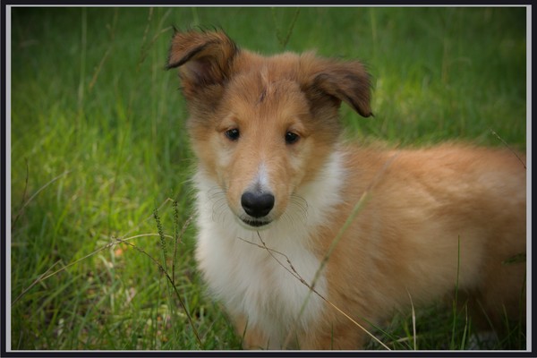 puppy love!