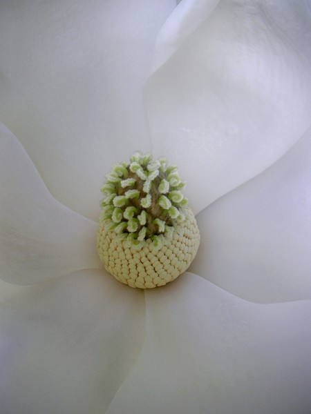 Magnolia - Soft Lines