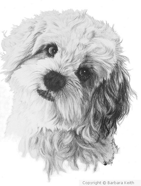 CavaChon