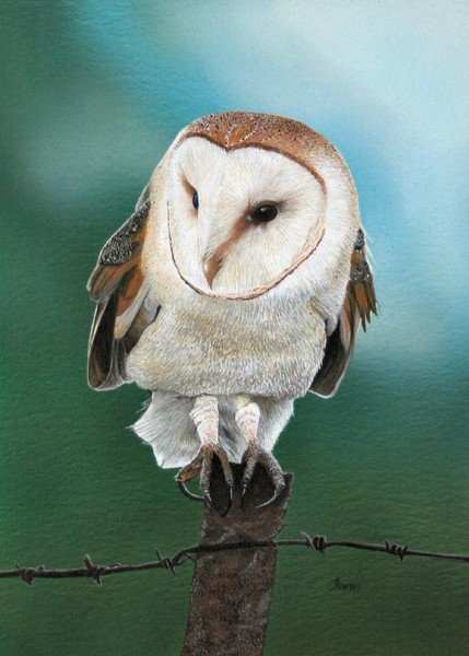 Barn Owl