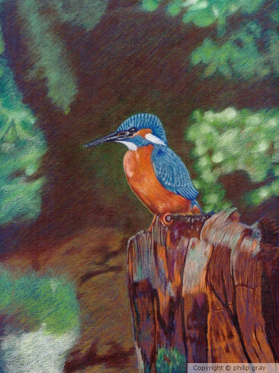 The Kingfisher
