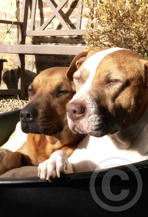 Leila & Rambo