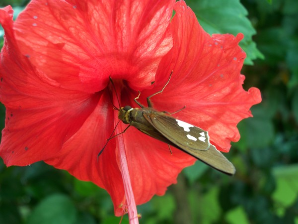 Hibiscus with a Butterfly