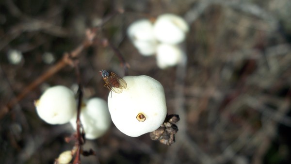 bug berry