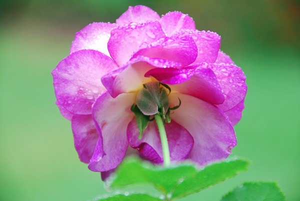 Under the Rose
