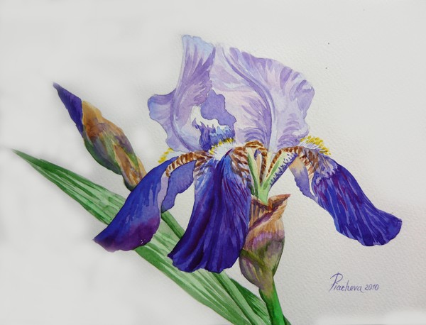 Blue Iris and Bud