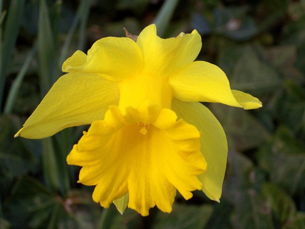 Dazzling Daffodil