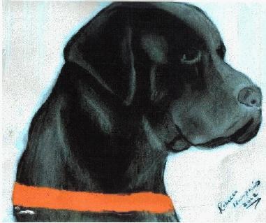 Black Lab