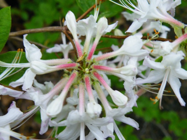 Pink Flower