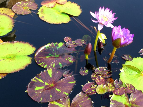 monet's muse