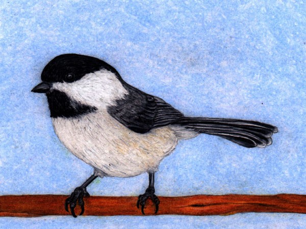 Black Capped Chickadee